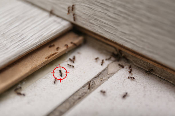 Best Mosquito Control Services  in Theodore, AL
