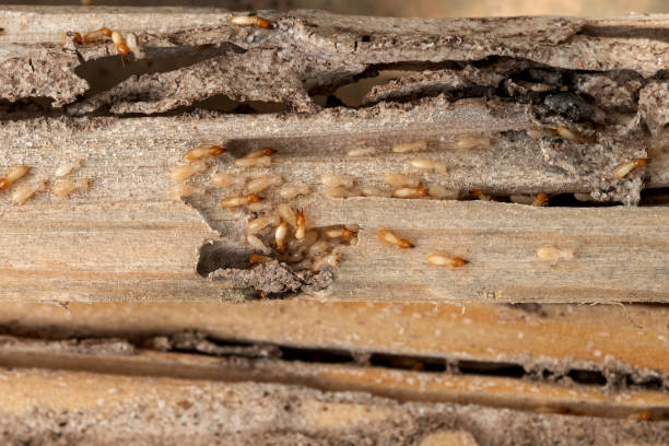 Best Cockroach Control Services  in Theodore, AL